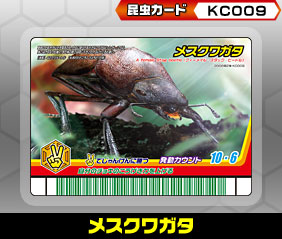 メスクワガタ（KC009）［未確定］