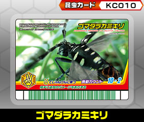 ゴマダラカミキリ（KC010）［未確定］