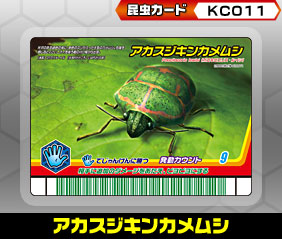 アカスジキンカメムシ（KC011）［未確定］