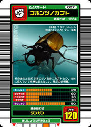 ゴホンヅノカブト（007）［未確定］