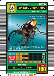 スペキオシスシカクワガタ（022）［未確定］